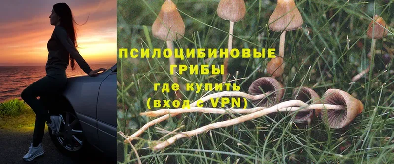 нарко площадка наркотические препараты  Данков  Псилоцибиновые грибы Psilocybe 